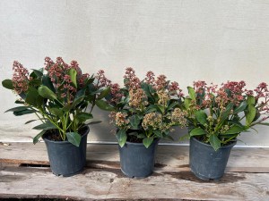 Skimia japońska (Skimmia japonica) Rubella odm. męska c1,5 15-20 cm
